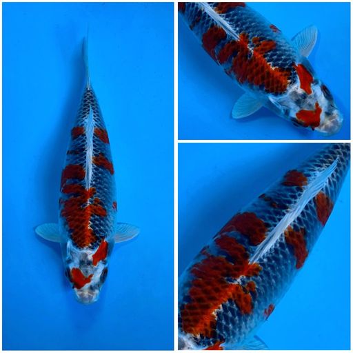 Lelang Koi Online, Jual Beli Ikan Koi, Pusat Jual Beli Koi, Info Lelang Koi Hari Ini, Platform Jual Beli Koi, Jual Beli Ikan Koi Online, Marketplace Ikan Koi, Jual Koi Terbaik, Tempat Beli Koi Berkualitas, Pasar Ikan Koi Online Terpercaya, Penjual Ikan Koi Terpercaya, Beli Koi Hias Online, Ikan Koi untuk Dijual, Koi Kualitas Terbaik, Toko Online Ikan Koi, Koi Hias Untuk Dijual, Jual Beli Ikan Koi Lokal, Koi Indonesia Online, Pusat Jual Beli Koi Terbesar