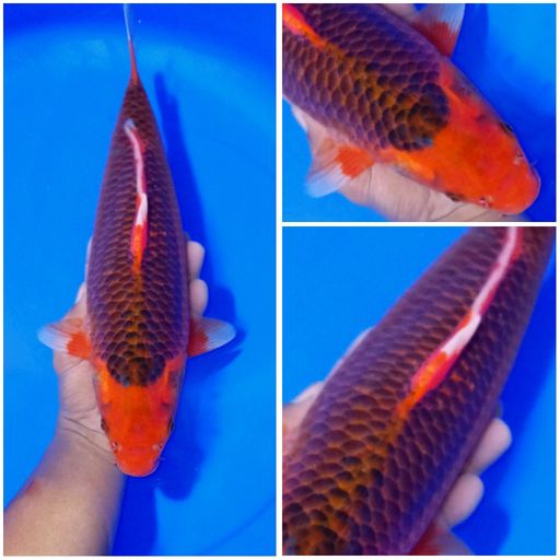 Lelang Koi Online, Jual Beli Ikan Koi, Pusat Jual Beli Koi, Info Lelang Koi Hari Ini, Platform Jual Beli Koi, Jual Beli Ikan Koi Online, Marketplace Ikan Koi, Jual Koi Terbaik, Tempat Beli Koi Berkualitas, Pasar Ikan Koi Online Terpercaya, Penjual Ikan Koi Terpercaya, Beli Koi Hias Online, Ikan Koi untuk Dijual, Koi Kualitas Terbaik, Toko Online Ikan Koi, Koi Hias Untuk Dijual, Jual Beli Ikan Koi Lokal, Koi Indonesia Online, Pusat Jual Beli Koi Terbesar