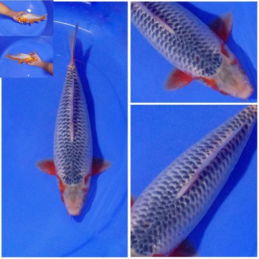 Lelang Koi Online, Jual Beli Ikan Koi, Pusat Jual Beli Koi, Info Lelang Koi Hari Ini, Platform Jual Beli Koi, Jual Beli Ikan Koi Online, Marketplace Ikan Koi, Jual Koi Terbaik, Tempat Beli Koi Berkualitas, Pasar Ikan Koi Online Terpercaya, Penjual Ikan Koi Terpercaya, Beli Koi Hias Online, Ikan Koi untuk Dijual, Koi Kualitas Terbaik, Toko Online Ikan Koi, Koi Hias Untuk Dijual, Jual Beli Ikan Koi Lokal, Koi Indonesia Online, Pusat Jual Beli Koi Terbesar