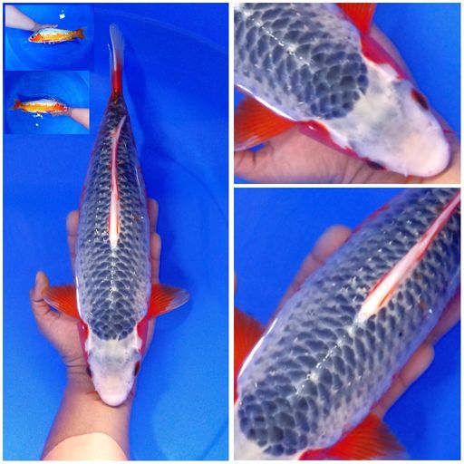 Lelang Koi Online, Jual Beli Ikan Koi, Pusat Jual Beli Koi, Info Lelang Koi Hari Ini, Platform Jual Beli Koi, Jual Beli Ikan Koi Online, Marketplace Ikan Koi, Jual Koi Terbaik, Tempat Beli Koi Berkualitas, Pasar Ikan Koi Online Terpercaya, Penjual Ikan Koi Terpercaya, Beli Koi Hias Online, Ikan Koi untuk Dijual, Koi Kualitas Terbaik, Toko Online Ikan Koi, Koi Hias Untuk Dijual, Jual Beli Ikan Koi Lokal, Koi Indonesia Online, Pusat Jual Beli Koi Terbesar