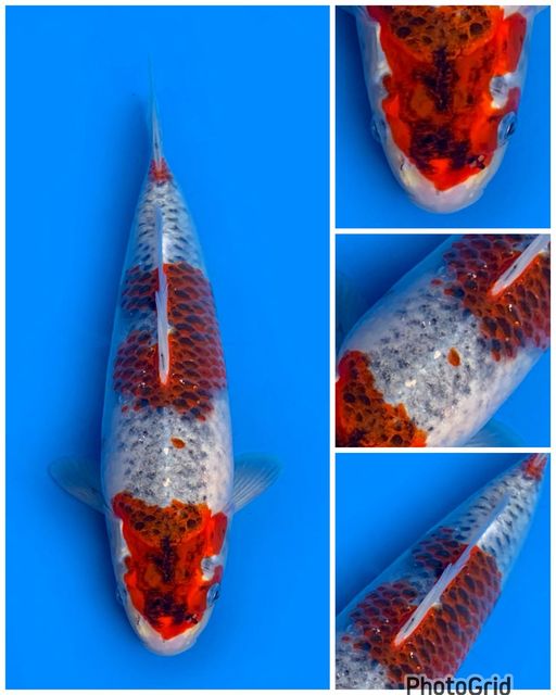 Lelang Koi Online, Jual Beli Ikan Koi, Pusat Jual Beli Koi, Info Lelang Koi Hari Ini, Platform Jual Beli Koi, Jual Beli Ikan Koi Online, Marketplace Ikan Koi, Jual Koi Terbaik, Tempat Beli Koi Berkualitas, Pasar Ikan Koi Online Terpercaya, Penjual Ikan Koi Terpercaya, Beli Koi Hias Online, Ikan Koi untuk Dijual, Koi Kualitas Terbaik, Toko Online Ikan Koi, Koi Hias Untuk Dijual, Jual Beli Ikan Koi Lokal, Koi Indonesia Online, Pusat Jual Beli Koi Terbesar