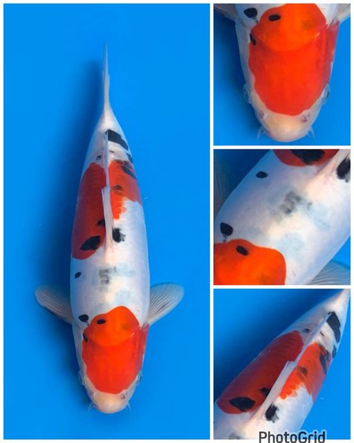 Lelang Koi Online, Jual Beli Ikan Koi, Pusat Jual Beli Koi, Info Lelang Koi Hari Ini, Platform Jual Beli Koi, Jual Beli Ikan Koi Online, Marketplace Ikan Koi, Jual Koi Terbaik, Tempat Beli Koi Berkualitas, Pasar Ikan Koi Online Terpercaya, Penjual Ikan Koi Terpercaya, Beli Koi Hias Online, Ikan Koi untuk Dijual, Koi Kualitas Terbaik, Toko Online Ikan Koi, Koi Hias Untuk Dijual, Jual Beli Ikan Koi Lokal, Koi Indonesia Online, Pusat Jual Beli Koi Terbesar