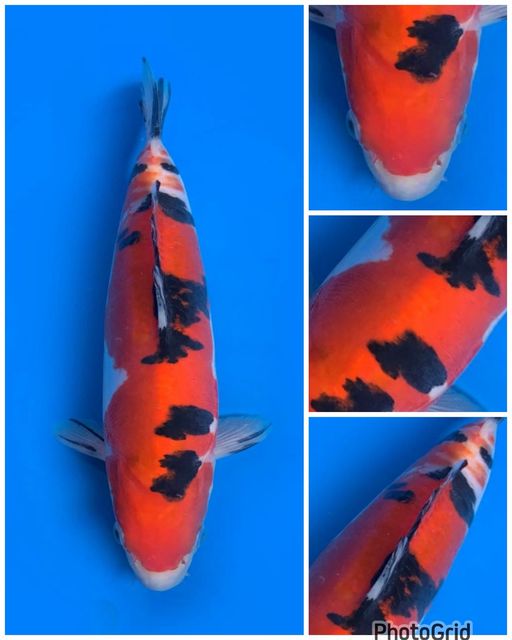 Lelang Koi Online, Jual Beli Ikan Koi, Pusat Jual Beli Koi, Info Lelang Koi Hari Ini, Platform Jual Beli Koi, Jual Beli Ikan Koi Online, Marketplace Ikan Koi, Jual Koi Terbaik, Tempat Beli Koi Berkualitas, Pasar Ikan Koi Online Terpercaya, Penjual Ikan Koi Terpercaya, Beli Koi Hias Online, Ikan Koi untuk Dijual, Koi Kualitas Terbaik, Toko Online Ikan Koi, Koi Hias Untuk Dijual, Jual Beli Ikan Koi Lokal, Koi Indonesia Online, Pusat Jual Beli Koi Terbesar