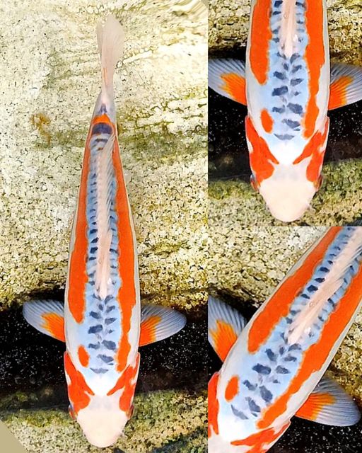 Lelang Koi Online, Jual Beli Ikan Koi, Pusat Jual Beli Koi, Info Lelang Koi Hari Ini, Platform Jual Beli Koi, Jual Beli Ikan Koi Online, Marketplace Ikan Koi, Jual Koi Terbaik, Tempat Beli Koi Berkualitas, Pasar Ikan Koi Online Terpercaya, Penjual Ikan Koi Terpercaya, Beli Koi Hias Online, Ikan Koi untuk Dijual, Koi Kualitas Terbaik, Toko Online Ikan Koi, Koi Hias Untuk Dijual, Jual Beli Ikan Koi Lokal, Koi Indonesia Online, Pusat Jual Beli Koi Terbesar