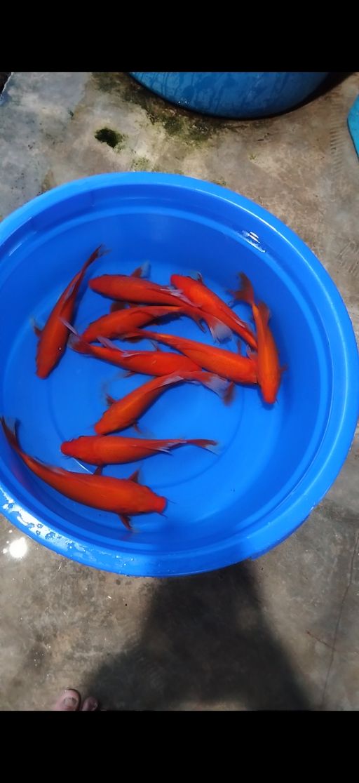 Lelang Koi Online, Jual Beli Ikan Koi, Pusat Jual Beli Koi, Info Lelang Koi Hari Ini, Platform Jual Beli Koi, Jual Beli Ikan Koi Online, Marketplace Ikan Koi, Jual Koi Terbaik, Tempat Beli Koi Berkualitas, Pasar Ikan Koi Online Terpercaya, Penjual Ikan Koi Terpercaya, Beli Koi Hias Online, Ikan Koi untuk Dijual, Koi Kualitas Terbaik, Toko Online Ikan Koi, Koi Hias Untuk Dijual, Jual Beli Ikan Koi Lokal, Koi Indonesia Online, Pusat Jual Beli Koi Terbesar
