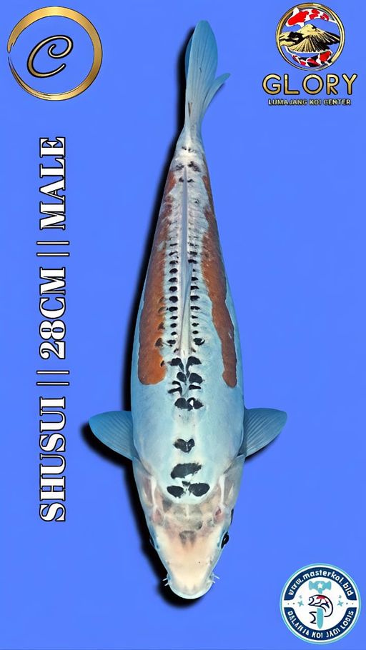Lelang Koi Online, Jual Beli Ikan Koi, Pusat Jual Beli Koi, Info Lelang Koi Hari Ini, Platform Jual Beli Koi, Jual Beli Ikan Koi Online, Marketplace Ikan Koi, Jual Koi Terbaik, Tempat Beli Koi Berkualitas, Pasar Ikan Koi Online Terpercaya, Penjual Ikan Koi Terpercaya, Beli Koi Hias Online, Ikan Koi untuk Dijual, Koi Kualitas Terbaik, Toko Online Ikan Koi, Koi Hias Untuk Dijual, Jual Beli Ikan Koi Lokal, Koi Indonesia Online, Pusat Jual Beli Koi Terbesar