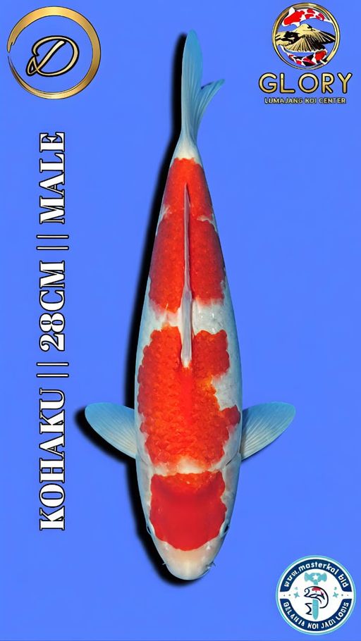 Lelang Koi Online, Jual Beli Ikan Koi, Pusat Jual Beli Koi, Info Lelang Koi Hari Ini, Platform Jual Beli Koi, Jual Beli Ikan Koi Online, Marketplace Ikan Koi, Jual Koi Terbaik, Tempat Beli Koi Berkualitas, Pasar Ikan Koi Online Terpercaya, Penjual Ikan Koi Terpercaya, Beli Koi Hias Online, Ikan Koi untuk Dijual, Koi Kualitas Terbaik, Toko Online Ikan Koi, Koi Hias Untuk Dijual, Jual Beli Ikan Koi Lokal, Koi Indonesia Online, Pusat Jual Beli Koi Terbesar