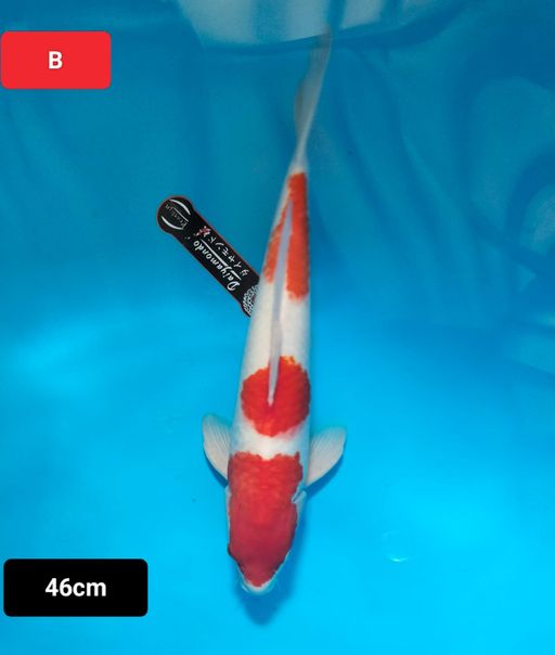 Lelang Koi Online, Jual Beli Ikan Koi, Pusat Jual Beli Koi, Info Lelang Koi Hari Ini, Platform Jual Beli Koi, Jual Beli Ikan Koi Online, Marketplace Ikan Koi, Jual Koi Terbaik, Tempat Beli Koi Berkualitas, Pasar Ikan Koi Online Terpercaya, Penjual Ikan Koi Terpercaya, Beli Koi Hias Online, Ikan Koi untuk Dijual, Koi Kualitas Terbaik, Toko Online Ikan Koi, Koi Hias Untuk Dijual, Jual Beli Ikan Koi Lokal, Koi Indonesia Online, Pusat Jual Beli Koi Terbesar