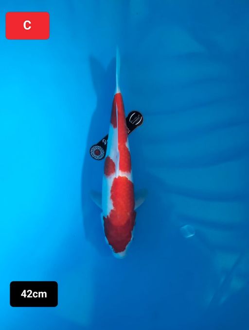 Lelang Koi Online, Jual Beli Ikan Koi, Pusat Jual Beli Koi, Info Lelang Koi Hari Ini, Platform Jual Beli Koi, Jual Beli Ikan Koi Online, Marketplace Ikan Koi, Jual Koi Terbaik, Tempat Beli Koi Berkualitas, Pasar Ikan Koi Online Terpercaya, Penjual Ikan Koi Terpercaya, Beli Koi Hias Online, Ikan Koi untuk Dijual, Koi Kualitas Terbaik, Toko Online Ikan Koi, Koi Hias Untuk Dijual, Jual Beli Ikan Koi Lokal, Koi Indonesia Online, Pusat Jual Beli Koi Terbesar