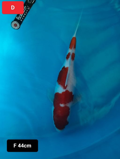 Lelang Koi Online, Jual Beli Ikan Koi, Pusat Jual Beli Koi, Info Lelang Koi Hari Ini, Platform Jual Beli Koi, Jual Beli Ikan Koi Online, Marketplace Ikan Koi, Jual Koi Terbaik, Tempat Beli Koi Berkualitas, Pasar Ikan Koi Online Terpercaya, Penjual Ikan Koi Terpercaya, Beli Koi Hias Online, Ikan Koi untuk Dijual, Koi Kualitas Terbaik, Toko Online Ikan Koi, Koi Hias Untuk Dijual, Jual Beli Ikan Koi Lokal, Koi Indonesia Online, Pusat Jual Beli Koi Terbesar