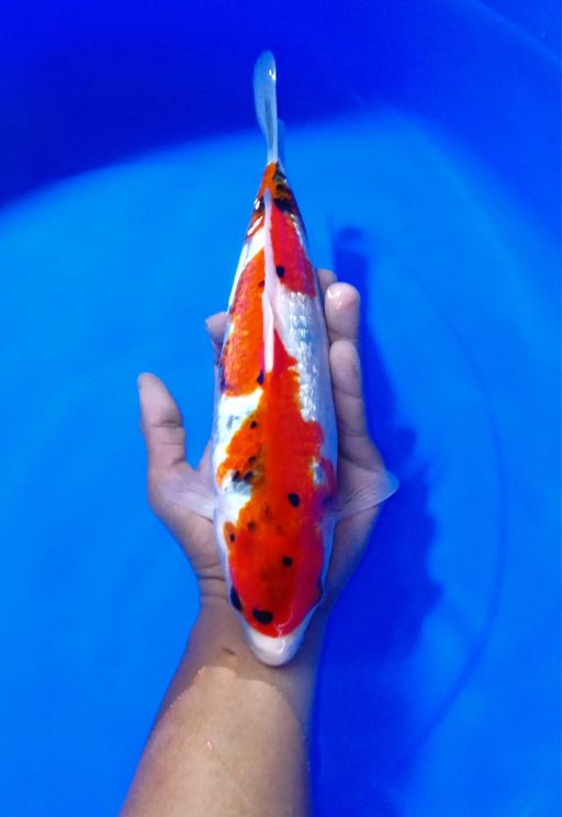 Lelang Koi Online, Jual Beli Ikan Koi, Pusat Jual Beli Koi, Info Lelang Koi Hari Ini, Platform Jual Beli Koi, Jual Beli Ikan Koi Online, Marketplace Ikan Koi, Jual Koi Terbaik, Tempat Beli Koi Berkualitas, Pasar Ikan Koi Online Terpercaya, Penjual Ikan Koi Terpercaya, Beli Koi Hias Online, Ikan Koi untuk Dijual, Koi Kualitas Terbaik, Toko Online Ikan Koi, Koi Hias Untuk Dijual, Jual Beli Ikan Koi Lokal, Koi Indonesia Online, Pusat Jual Beli Koi Terbesar
