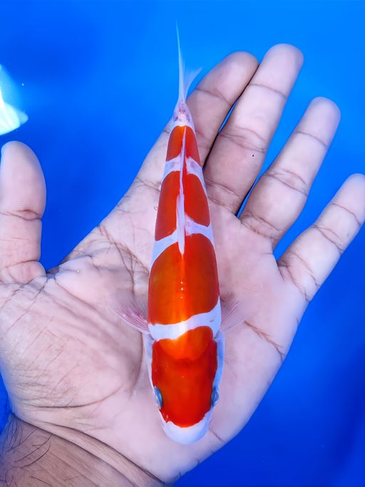 Lelang Koi Online, Jual Beli Ikan Koi, Pusat Jual Beli Koi, Info Lelang Koi Hari Ini, Platform Jual Beli Koi, Jual Beli Ikan Koi Online, Marketplace Ikan Koi, Jual Koi Terbaik, Tempat Beli Koi Berkualitas, Pasar Ikan Koi Online Terpercaya, Penjual Ikan Koi Terpercaya, Beli Koi Hias Online, Ikan Koi untuk Dijual, Koi Kualitas Terbaik, Toko Online Ikan Koi, Koi Hias Untuk Dijual, Jual Beli Ikan Koi Lokal, Koi Indonesia Online, Pusat Jual Beli Koi Terbesar