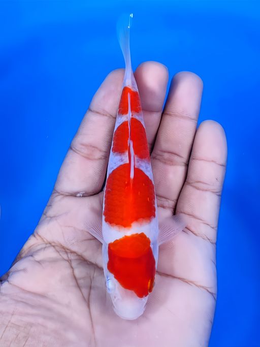 Lelang Koi Online, Jual Beli Ikan Koi, Pusat Jual Beli Koi, Info Lelang Koi Hari Ini, Platform Jual Beli Koi, Jual Beli Ikan Koi Online, Marketplace Ikan Koi, Jual Koi Terbaik, Tempat Beli Koi Berkualitas, Pasar Ikan Koi Online Terpercaya, Penjual Ikan Koi Terpercaya, Beli Koi Hias Online, Ikan Koi untuk Dijual, Koi Kualitas Terbaik, Toko Online Ikan Koi, Koi Hias Untuk Dijual, Jual Beli Ikan Koi Lokal, Koi Indonesia Online, Pusat Jual Beli Koi Terbesar