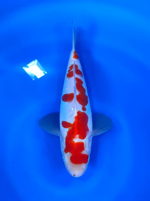Lelang Koi Online, Jual Beli Ikan Koi, Pusat Jual Beli Koi, Info Lelang Koi Hari Ini, Platform Jual Beli Koi, Jual Beli Ikan Koi Online, Marketplace Ikan Koi, Jual Koi Terbaik, Tempat Beli Koi Berkualitas, Pasar Ikan Koi Online Terpercaya, Penjual Ikan Koi Terpercaya, Beli Koi Hias Online, Ikan Koi untuk Dijual, Koi Kualitas Terbaik, Toko Online Ikan Koi, Koi Hias Untuk Dijual, Jual Beli Ikan Koi Lokal, Koi Indonesia Online, Pusat Jual Beli Koi Terbesar