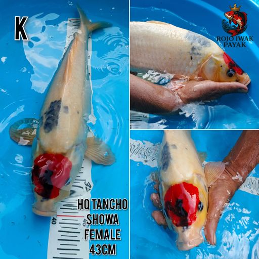 Lelang Koi Online, Jual Beli Ikan Koi, Pusat Jual Beli Koi, Info Lelang Koi Hari Ini, Platform Jual Beli Koi, Jual Beli Ikan Koi Online, Marketplace Ikan Koi, Jual Koi Terbaik, Tempat Beli Koi Berkualitas, Pasar Ikan Koi Online Terpercaya, Penjual Ikan Koi Terpercaya, Beli Koi Hias Online, Ikan Koi untuk Dijual, Koi Kualitas Terbaik, Toko Online Ikan Koi, Koi Hias Untuk Dijual, Jual Beli Ikan Koi Lokal, Koi Indonesia Online, Pusat Jual Beli Koi Terbesar