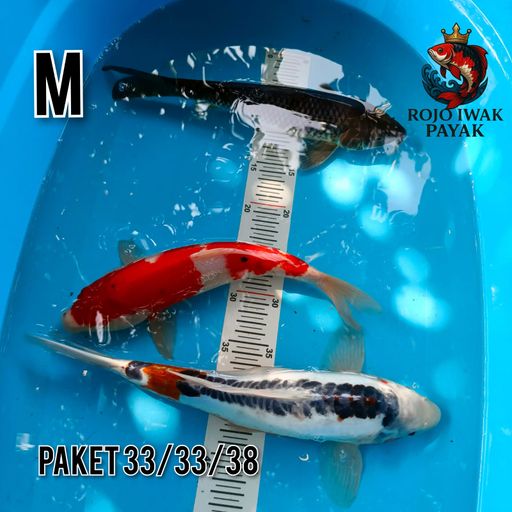Lelang Koi Online, Jual Beli Ikan Koi, Pusat Jual Beli Koi, Info Lelang Koi Hari Ini, Platform Jual Beli Koi, Jual Beli Ikan Koi Online, Marketplace Ikan Koi, Jual Koi Terbaik, Tempat Beli Koi Berkualitas, Pasar Ikan Koi Online Terpercaya, Penjual Ikan Koi Terpercaya, Beli Koi Hias Online, Ikan Koi untuk Dijual, Koi Kualitas Terbaik, Toko Online Ikan Koi, Koi Hias Untuk Dijual, Jual Beli Ikan Koi Lokal, Koi Indonesia Online, Pusat Jual Beli Koi Terbesar