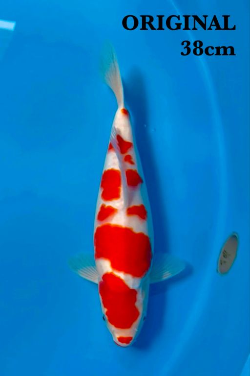 Lelang Koi Online, Jual Beli Ikan Koi, Pusat Jual Beli Koi, Info Lelang Koi Hari Ini, Platform Jual Beli Koi, Jual Beli Ikan Koi Online, Marketplace Ikan Koi, Jual Koi Terbaik, Tempat Beli Koi Berkualitas, Pasar Ikan Koi Online Terpercaya, Penjual Ikan Koi Terpercaya, Beli Koi Hias Online, Ikan Koi untuk Dijual, Koi Kualitas Terbaik, Toko Online Ikan Koi, Koi Hias Untuk Dijual, Jual Beli Ikan Koi Lokal, Koi Indonesia Online, Pusat Jual Beli Koi Terbesar