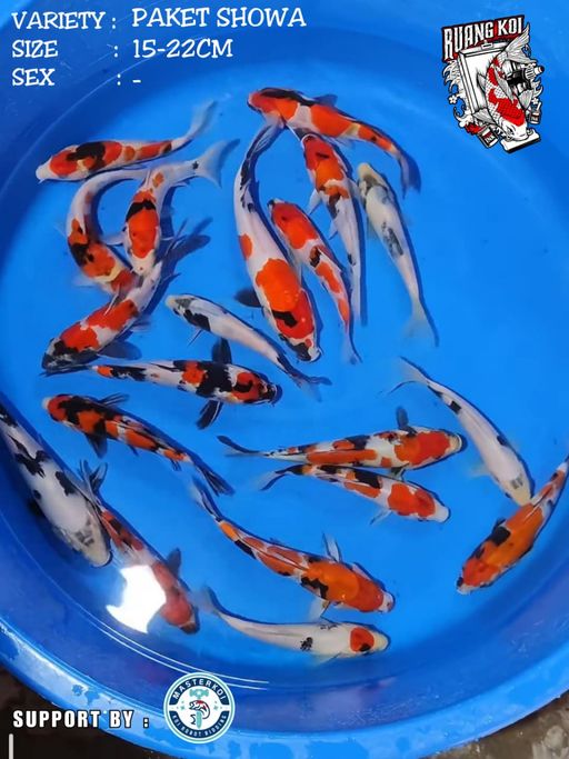 Lelang Koi Online, Jual Beli Ikan Koi, Pusat Jual Beli Koi, Info Lelang Koi Hari Ini, Platform Jual Beli Koi, Jual Beli Ikan Koi Online, Marketplace Ikan Koi, Jual Koi Terbaik, Tempat Beli Koi Berkualitas, Pasar Ikan Koi Online Terpercaya, Penjual Ikan Koi Terpercaya, Beli Koi Hias Online, Ikan Koi untuk Dijual, Koi Kualitas Terbaik, Toko Online Ikan Koi, Koi Hias Untuk Dijual, Jual Beli Ikan Koi Lokal, Koi Indonesia Online, Pusat Jual Beli Koi Terbesar