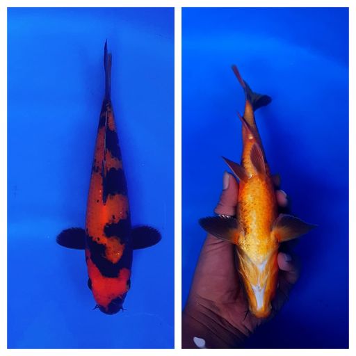 Lelang Koi Online, Jual Beli Ikan Koi, Pusat Jual Beli Koi, Info Lelang Koi Hari Ini, Platform Jual Beli Koi, Jual Beli Ikan Koi Online, Marketplace Ikan Koi, Jual Koi Terbaik, Tempat Beli Koi Berkualitas, Pasar Ikan Koi Online Terpercaya, Penjual Ikan Koi Terpercaya, Beli Koi Hias Online, Ikan Koi untuk Dijual, Koi Kualitas Terbaik, Toko Online Ikan Koi, Koi Hias Untuk Dijual, Jual Beli Ikan Koi Lokal, Koi Indonesia Online, Pusat Jual Beli Koi Terbesar