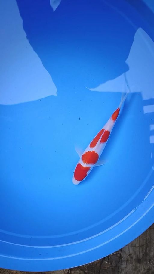 Lelang Koi Online, Jual Beli Ikan Koi, Pusat Jual Beli Koi, Info Lelang Koi Hari Ini, Platform Jual Beli Koi, Jual Beli Ikan Koi Online, Marketplace Ikan Koi, Jual Koi Terbaik, Tempat Beli Koi Berkualitas, Pasar Ikan Koi Online Terpercaya, Penjual Ikan Koi Terpercaya, Beli Koi Hias Online, Ikan Koi untuk Dijual, Koi Kualitas Terbaik, Toko Online Ikan Koi, Koi Hias Untuk Dijual, Jual Beli Ikan Koi Lokal, Koi Indonesia Online, Pusat Jual Beli Koi Terbesar