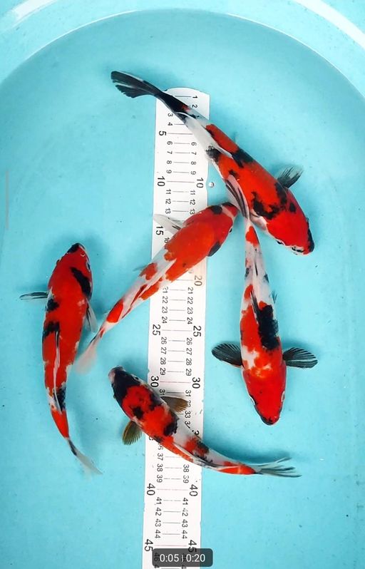 Lelang Koi Online, Jual Beli Ikan Koi, Pusat Jual Beli Koi, Info Lelang Koi Hari Ini, Platform Jual Beli Koi, Jual Beli Ikan Koi Online, Marketplace Ikan Koi, Jual Koi Terbaik, Tempat Beli Koi Berkualitas, Pasar Ikan Koi Online Terpercaya, Penjual Ikan Koi Terpercaya, Beli Koi Hias Online, Ikan Koi untuk Dijual, Koi Kualitas Terbaik, Toko Online Ikan Koi, Koi Hias Untuk Dijual, Jual Beli Ikan Koi Lokal, Koi Indonesia Online, Pusat Jual Beli Koi Terbesar