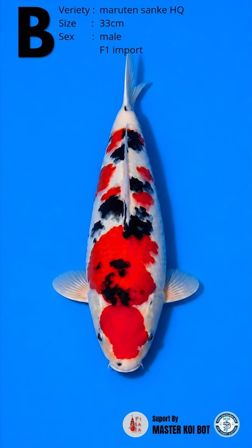 Lelang Koi Online, Jual Beli Ikan Koi, Pusat Jual Beli Koi, Info Lelang Koi Hari Ini, Platform Jual Beli Koi, Jual Beli Ikan Koi Online, Marketplace Ikan Koi, Jual Koi Terbaik, Tempat Beli Koi Berkualitas, Pasar Ikan Koi Online Terpercaya, Penjual Ikan Koi Terpercaya, Beli Koi Hias Online, Ikan Koi untuk Dijual, Koi Kualitas Terbaik, Toko Online Ikan Koi, Koi Hias Untuk Dijual, Jual Beli Ikan Koi Lokal, Koi Indonesia Online, Pusat Jual Beli Koi Terbesar