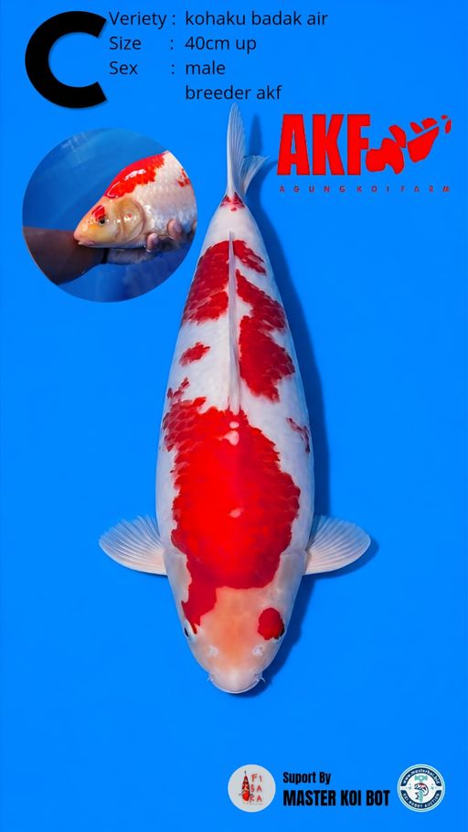 Lelang Koi Online, Jual Beli Ikan Koi, Pusat Jual Beli Koi, Info Lelang Koi Hari Ini, Platform Jual Beli Koi, Jual Beli Ikan Koi Online, Marketplace Ikan Koi, Jual Koi Terbaik, Tempat Beli Koi Berkualitas, Pasar Ikan Koi Online Terpercaya, Penjual Ikan Koi Terpercaya, Beli Koi Hias Online, Ikan Koi untuk Dijual, Koi Kualitas Terbaik, Toko Online Ikan Koi, Koi Hias Untuk Dijual, Jual Beli Ikan Koi Lokal, Koi Indonesia Online, Pusat Jual Beli Koi Terbesar