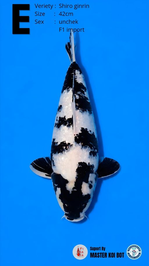 Lelang Koi Online, Jual Beli Ikan Koi, Pusat Jual Beli Koi, Info Lelang Koi Hari Ini, Platform Jual Beli Koi, Jual Beli Ikan Koi Online, Marketplace Ikan Koi, Jual Koi Terbaik, Tempat Beli Koi Berkualitas, Pasar Ikan Koi Online Terpercaya, Penjual Ikan Koi Terpercaya, Beli Koi Hias Online, Ikan Koi untuk Dijual, Koi Kualitas Terbaik, Toko Online Ikan Koi, Koi Hias Untuk Dijual, Jual Beli Ikan Koi Lokal, Koi Indonesia Online, Pusat Jual Beli Koi Terbesar