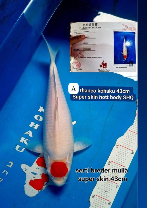 Lelang Koi Online, Jual Beli Ikan Koi, Pusat Jual Beli Koi, Info Lelang Koi Hari Ini, Platform Jual Beli Koi, Jual Beli Ikan Koi Online, Marketplace Ikan Koi, Jual Koi Terbaik, Tempat Beli Koi Berkualitas, Pasar Ikan Koi Online Terpercaya, Penjual Ikan Koi Terpercaya, Beli Koi Hias Online, Ikan Koi untuk Dijual, Koi Kualitas Terbaik, Toko Online Ikan Koi, Koi Hias Untuk Dijual, Jual Beli Ikan Koi Lokal, Koi Indonesia Online, Pusat Jual Beli Koi Terbesar