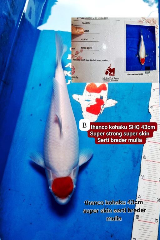 Lelang Koi Online, Jual Beli Ikan Koi, Pusat Jual Beli Koi, Info Lelang Koi Hari Ini, Platform Jual Beli Koi, Jual Beli Ikan Koi Online, Marketplace Ikan Koi, Jual Koi Terbaik, Tempat Beli Koi Berkualitas, Pasar Ikan Koi Online Terpercaya, Penjual Ikan Koi Terpercaya, Beli Koi Hias Online, Ikan Koi untuk Dijual, Koi Kualitas Terbaik, Toko Online Ikan Koi, Koi Hias Untuk Dijual, Jual Beli Ikan Koi Lokal, Koi Indonesia Online, Pusat Jual Beli Koi Terbesar