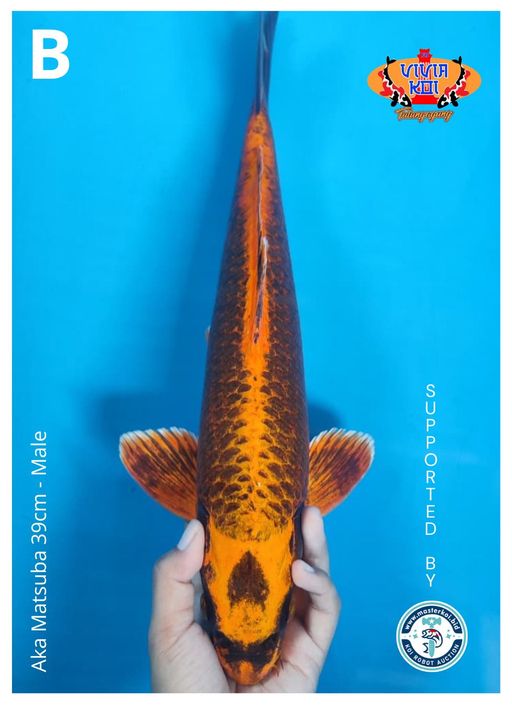 Lelang Koi Online, Jual Beli Ikan Koi, Pusat Jual Beli Koi, Info Lelang Koi Hari Ini, Platform Jual Beli Koi, Jual Beli Ikan Koi Online, Marketplace Ikan Koi, Jual Koi Terbaik, Tempat Beli Koi Berkualitas, Pasar Ikan Koi Online Terpercaya, Penjual Ikan Koi Terpercaya, Beli Koi Hias Online, Ikan Koi untuk Dijual, Koi Kualitas Terbaik, Toko Online Ikan Koi, Koi Hias Untuk Dijual, Jual Beli Ikan Koi Lokal, Koi Indonesia Online, Pusat Jual Beli Koi Terbesar