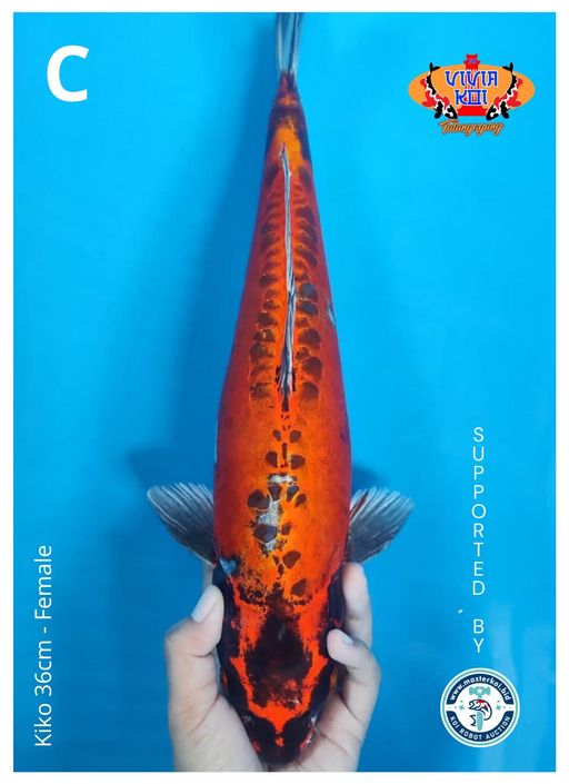 Lelang Koi Online, Jual Beli Ikan Koi, Pusat Jual Beli Koi, Info Lelang Koi Hari Ini, Platform Jual Beli Koi, Jual Beli Ikan Koi Online, Marketplace Ikan Koi, Jual Koi Terbaik, Tempat Beli Koi Berkualitas, Pasar Ikan Koi Online Terpercaya, Penjual Ikan Koi Terpercaya, Beli Koi Hias Online, Ikan Koi untuk Dijual, Koi Kualitas Terbaik, Toko Online Ikan Koi, Koi Hias Untuk Dijual, Jual Beli Ikan Koi Lokal, Koi Indonesia Online, Pusat Jual Beli Koi Terbesar