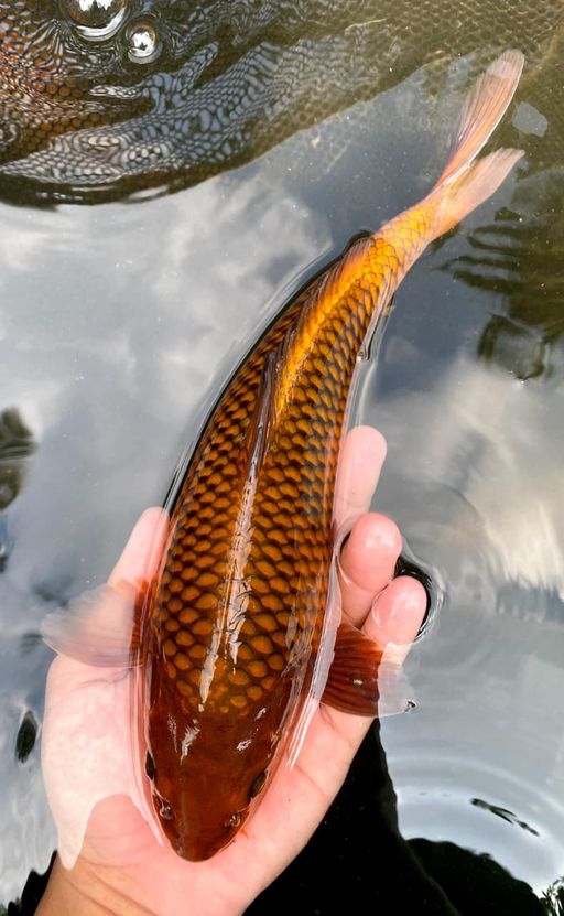 Lelang Koi Online, Jual Beli Ikan Koi, Pusat Jual Beli Koi, Info Lelang Koi Hari Ini, Platform Jual Beli Koi, Jual Beli Ikan Koi Online, Marketplace Ikan Koi, Jual Koi Terbaik, Tempat Beli Koi Berkualitas, Pasar Ikan Koi Online Terpercaya, Penjual Ikan Koi Terpercaya, Beli Koi Hias Online, Ikan Koi untuk Dijual, Koi Kualitas Terbaik, Toko Online Ikan Koi, Koi Hias Untuk Dijual, Jual Beli Ikan Koi Lokal, Koi Indonesia Online, Pusat Jual Beli Koi Terbesar