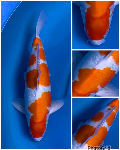 Lelang Koi Online, Jual Beli Ikan Koi, Pusat Jual Beli Koi, Info Lelang Koi Hari Ini, Platform Jual Beli Koi, Jual Beli Ikan Koi Online, Marketplace Ikan Koi, Jual Koi Terbaik, Tempat Beli Koi Berkualitas, Pasar Ikan Koi Online Terpercaya, Penjual Ikan Koi Terpercaya, Beli Koi Hias Online, Ikan Koi untuk Dijual, Koi Kualitas Terbaik, Toko Online Ikan Koi, Koi Hias Untuk Dijual, Jual Beli Ikan Koi Lokal, Koi Indonesia Online, Pusat Jual Beli Koi Terbesar