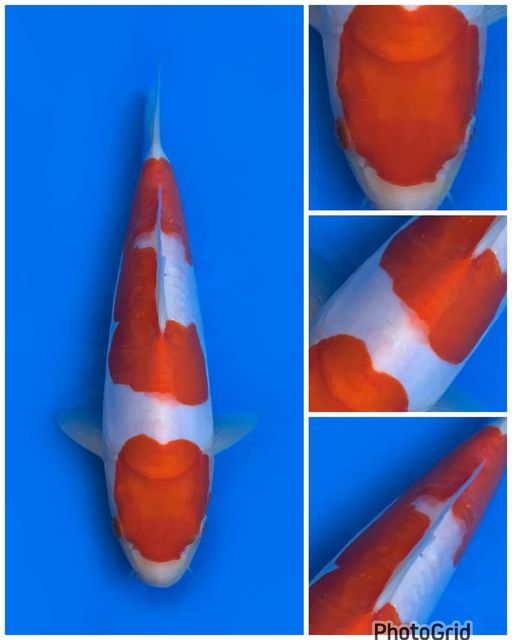 Lelang Koi Online, Jual Beli Ikan Koi, Pusat Jual Beli Koi, Info Lelang Koi Hari Ini, Platform Jual Beli Koi, Jual Beli Ikan Koi Online, Marketplace Ikan Koi, Jual Koi Terbaik, Tempat Beli Koi Berkualitas, Pasar Ikan Koi Online Terpercaya, Penjual Ikan Koi Terpercaya, Beli Koi Hias Online, Ikan Koi untuk Dijual, Koi Kualitas Terbaik, Toko Online Ikan Koi, Koi Hias Untuk Dijual, Jual Beli Ikan Koi Lokal, Koi Indonesia Online, Pusat Jual Beli Koi Terbesar