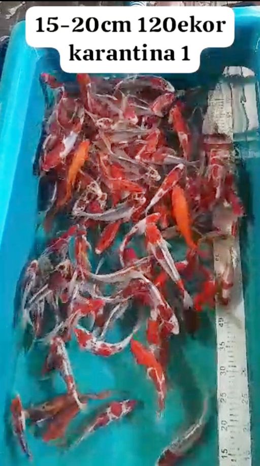 Lelang Koi Online, Jual Beli Ikan Koi, Pusat Jual Beli Koi, Info Lelang Koi Hari Ini, Platform Jual Beli Koi, Jual Beli Ikan Koi Online, Marketplace Ikan Koi, Jual Koi Terbaik, Tempat Beli Koi Berkualitas, Pasar Ikan Koi Online Terpercaya, Penjual Ikan Koi Terpercaya, Beli Koi Hias Online, Ikan Koi untuk Dijual, Koi Kualitas Terbaik, Toko Online Ikan Koi, Koi Hias Untuk Dijual, Jual Beli Ikan Koi Lokal, Koi Indonesia Online, Pusat Jual Beli Koi Terbesar