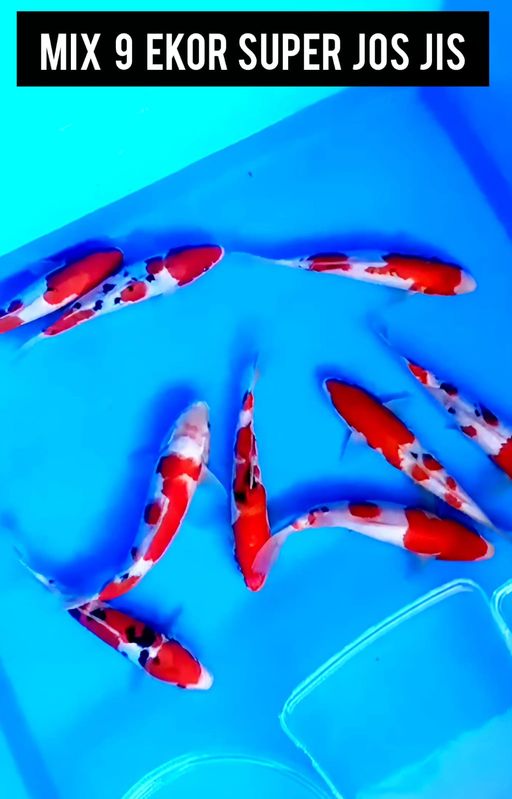 Lelang Koi Online, Jual Beli Ikan Koi, Pusat Jual Beli Koi, Info Lelang Koi Hari Ini, Platform Jual Beli Koi, Jual Beli Ikan Koi Online, Marketplace Ikan Koi, Jual Koi Terbaik, Tempat Beli Koi Berkualitas, Pasar Ikan Koi Online Terpercaya, Penjual Ikan Koi Terpercaya, Beli Koi Hias Online, Ikan Koi untuk Dijual, Koi Kualitas Terbaik, Toko Online Ikan Koi, Koi Hias Untuk Dijual, Jual Beli Ikan Koi Lokal, Koi Indonesia Online, Pusat Jual Beli Koi Terbesar
