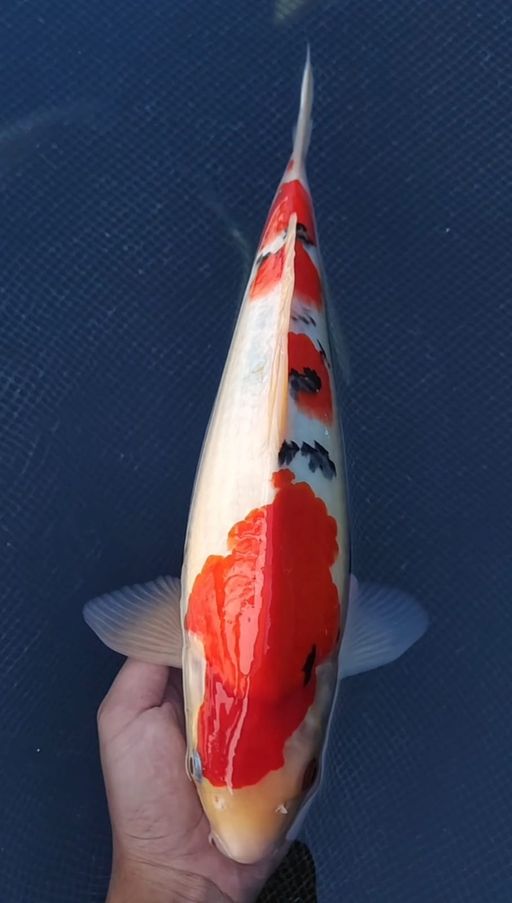 Lelang Koi Online, Jual Beli Ikan Koi, Pusat Jual Beli Koi, Info Lelang Koi Hari Ini, Platform Jual Beli Koi, Jual Beli Ikan Koi Online, Marketplace Ikan Koi, Jual Koi Terbaik, Tempat Beli Koi Berkualitas, Pasar Ikan Koi Online Terpercaya, Penjual Ikan Koi Terpercaya, Beli Koi Hias Online, Ikan Koi untuk Dijual, Koi Kualitas Terbaik, Toko Online Ikan Koi, Koi Hias Untuk Dijual, Jual Beli Ikan Koi Lokal, Koi Indonesia Online, Pusat Jual Beli Koi Terbesar