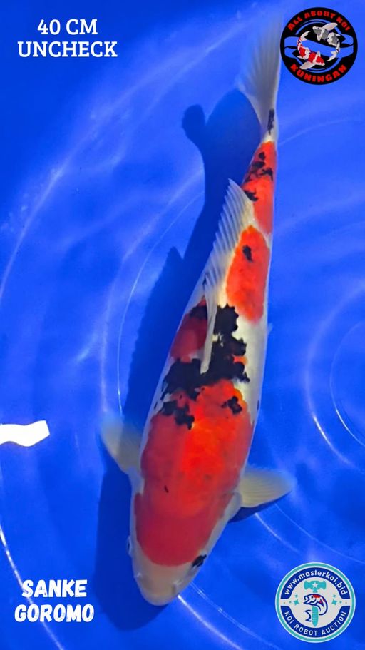 Lelang Koi Online, Jual Beli Ikan Koi, Pusat Jual Beli Koi, Info Lelang Koi Hari Ini, Platform Jual Beli Koi, Jual Beli Ikan Koi Online, Marketplace Ikan Koi, Jual Koi Terbaik, Tempat Beli Koi Berkualitas, Pasar Ikan Koi Online Terpercaya, Penjual Ikan Koi Terpercaya, Beli Koi Hias Online, Ikan Koi untuk Dijual, Koi Kualitas Terbaik, Toko Online Ikan Koi, Koi Hias Untuk Dijual, Jual Beli Ikan Koi Lokal, Koi Indonesia Online, Pusat Jual Beli Koi Terbesar