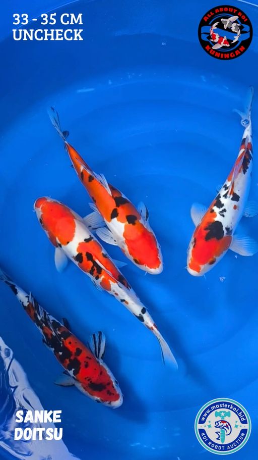 Lelang Koi Online, Jual Beli Ikan Koi, Pusat Jual Beli Koi, Info Lelang Koi Hari Ini, Platform Jual Beli Koi, Jual Beli Ikan Koi Online, Marketplace Ikan Koi, Jual Koi Terbaik, Tempat Beli Koi Berkualitas, Pasar Ikan Koi Online Terpercaya, Penjual Ikan Koi Terpercaya, Beli Koi Hias Online, Ikan Koi untuk Dijual, Koi Kualitas Terbaik, Toko Online Ikan Koi, Koi Hias Untuk Dijual, Jual Beli Ikan Koi Lokal, Koi Indonesia Online, Pusat Jual Beli Koi Terbesar