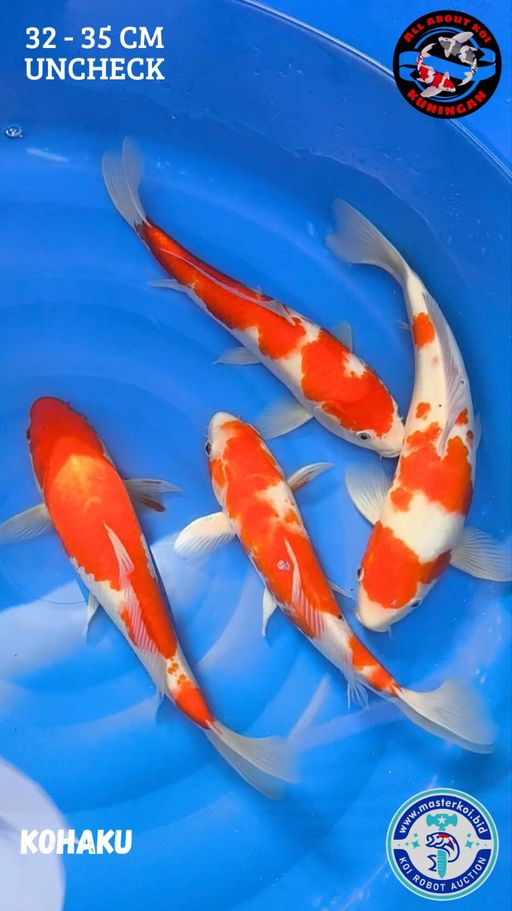 Lelang Koi Online, Jual Beli Ikan Koi, Pusat Jual Beli Koi, Info Lelang Koi Hari Ini, Platform Jual Beli Koi, Jual Beli Ikan Koi Online, Marketplace Ikan Koi, Jual Koi Terbaik, Tempat Beli Koi Berkualitas, Pasar Ikan Koi Online Terpercaya, Penjual Ikan Koi Terpercaya, Beli Koi Hias Online, Ikan Koi untuk Dijual, Koi Kualitas Terbaik, Toko Online Ikan Koi, Koi Hias Untuk Dijual, Jual Beli Ikan Koi Lokal, Koi Indonesia Online, Pusat Jual Beli Koi Terbesar