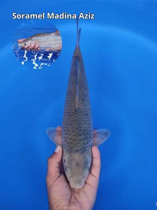 Lelang Koi Online, Jual Beli Ikan Koi, Pusat Jual Beli Koi, Info Lelang Koi Hari Ini, Platform Jual Beli Koi, Jual Beli Ikan Koi Online, Marketplace Ikan Koi, Jual Koi Terbaik, Tempat Beli Koi Berkualitas, Pasar Ikan Koi Online Terpercaya, Penjual Ikan Koi Terpercaya, Beli Koi Hias Online, Ikan Koi untuk Dijual, Koi Kualitas Terbaik, Toko Online Ikan Koi, Koi Hias Untuk Dijual, Jual Beli Ikan Koi Lokal, Koi Indonesia Online, Pusat Jual Beli Koi Terbesar