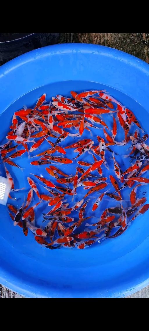 Lelang Koi Online, Jual Beli Ikan Koi, Pusat Jual Beli Koi, Info Lelang Koi Hari Ini, Platform Jual Beli Koi, Jual Beli Ikan Koi Online, Marketplace Ikan Koi, Jual Koi Terbaik, Tempat Beli Koi Berkualitas, Pasar Ikan Koi Online Terpercaya, Penjual Ikan Koi Terpercaya, Beli Koi Hias Online, Ikan Koi untuk Dijual, Koi Kualitas Terbaik, Toko Online Ikan Koi, Koi Hias Untuk Dijual, Jual Beli Ikan Koi Lokal, Koi Indonesia Online, Pusat Jual Beli Koi Terbesar