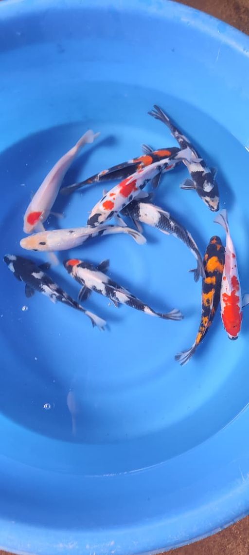 Lelang Koi Online, Jual Beli Ikan Koi, Pusat Jual Beli Koi, Info Lelang Koi Hari Ini, Platform Jual Beli Koi, Jual Beli Ikan Koi Online, Marketplace Ikan Koi, Jual Koi Terbaik, Tempat Beli Koi Berkualitas, Pasar Ikan Koi Online Terpercaya, Penjual Ikan Koi Terpercaya, Beli Koi Hias Online, Ikan Koi untuk Dijual, Koi Kualitas Terbaik, Toko Online Ikan Koi, Koi Hias Untuk Dijual, Jual Beli Ikan Koi Lokal, Koi Indonesia Online, Pusat Jual Beli Koi Terbesar