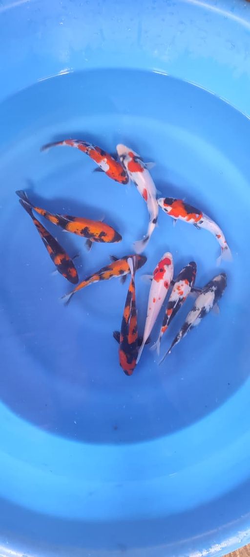 Lelang Koi Online, Jual Beli Ikan Koi, Pusat Jual Beli Koi, Info Lelang Koi Hari Ini, Platform Jual Beli Koi, Jual Beli Ikan Koi Online, Marketplace Ikan Koi, Jual Koi Terbaik, Tempat Beli Koi Berkualitas, Pasar Ikan Koi Online Terpercaya, Penjual Ikan Koi Terpercaya, Beli Koi Hias Online, Ikan Koi untuk Dijual, Koi Kualitas Terbaik, Toko Online Ikan Koi, Koi Hias Untuk Dijual, Jual Beli Ikan Koi Lokal, Koi Indonesia Online, Pusat Jual Beli Koi Terbesar