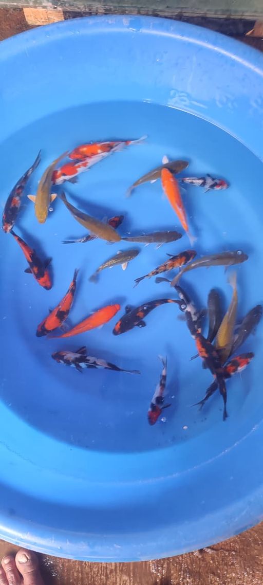 Lelang Koi Online, Jual Beli Ikan Koi, Pusat Jual Beli Koi, Info Lelang Koi Hari Ini, Platform Jual Beli Koi, Jual Beli Ikan Koi Online, Marketplace Ikan Koi, Jual Koi Terbaik, Tempat Beli Koi Berkualitas, Pasar Ikan Koi Online Terpercaya, Penjual Ikan Koi Terpercaya, Beli Koi Hias Online, Ikan Koi untuk Dijual, Koi Kualitas Terbaik, Toko Online Ikan Koi, Koi Hias Untuk Dijual, Jual Beli Ikan Koi Lokal, Koi Indonesia Online, Pusat Jual Beli Koi Terbesar