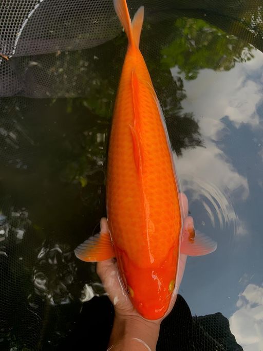 Lelang Koi Online, Jual Beli Ikan Koi, Pusat Jual Beli Koi, Info Lelang Koi Hari Ini, Platform Jual Beli Koi, Jual Beli Ikan Koi Online, Marketplace Ikan Koi, Jual Koi Terbaik, Tempat Beli Koi Berkualitas, Pasar Ikan Koi Online Terpercaya, Penjual Ikan Koi Terpercaya, Beli Koi Hias Online, Ikan Koi untuk Dijual, Koi Kualitas Terbaik, Toko Online Ikan Koi, Koi Hias Untuk Dijual, Jual Beli Ikan Koi Lokal, Koi Indonesia Online, Pusat Jual Beli Koi Terbesar