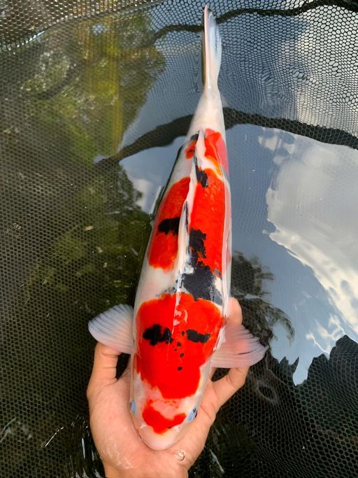 Lelang Koi Online, Jual Beli Ikan Koi, Pusat Jual Beli Koi, Info Lelang Koi Hari Ini, Platform Jual Beli Koi, Jual Beli Ikan Koi Online, Marketplace Ikan Koi, Jual Koi Terbaik, Tempat Beli Koi Berkualitas, Pasar Ikan Koi Online Terpercaya, Penjual Ikan Koi Terpercaya, Beli Koi Hias Online, Ikan Koi untuk Dijual, Koi Kualitas Terbaik, Toko Online Ikan Koi, Koi Hias Untuk Dijual, Jual Beli Ikan Koi Lokal, Koi Indonesia Online, Pusat Jual Beli Koi Terbesar