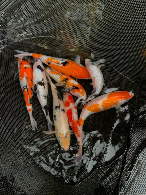 Lelang Koi Online, Jual Beli Ikan Koi, Pusat Jual Beli Koi, Info Lelang Koi Hari Ini, Platform Jual Beli Koi, Jual Beli Ikan Koi Online, Marketplace Ikan Koi, Jual Koi Terbaik, Tempat Beli Koi Berkualitas, Pasar Ikan Koi Online Terpercaya, Penjual Ikan Koi Terpercaya, Beli Koi Hias Online, Ikan Koi untuk Dijual, Koi Kualitas Terbaik, Toko Online Ikan Koi, Koi Hias Untuk Dijual, Jual Beli Ikan Koi Lokal, Koi Indonesia Online, Pusat Jual Beli Koi Terbesar