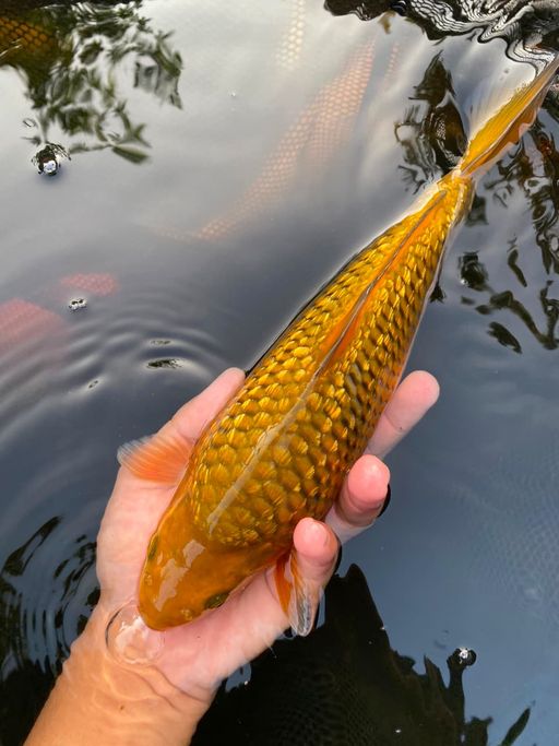 Lelang Koi Online, Jual Beli Ikan Koi, Pusat Jual Beli Koi, Info Lelang Koi Hari Ini, Platform Jual Beli Koi, Jual Beli Ikan Koi Online, Marketplace Ikan Koi, Jual Koi Terbaik, Tempat Beli Koi Berkualitas, Pasar Ikan Koi Online Terpercaya, Penjual Ikan Koi Terpercaya, Beli Koi Hias Online, Ikan Koi untuk Dijual, Koi Kualitas Terbaik, Toko Online Ikan Koi, Koi Hias Untuk Dijual, Jual Beli Ikan Koi Lokal, Koi Indonesia Online, Pusat Jual Beli Koi Terbesar